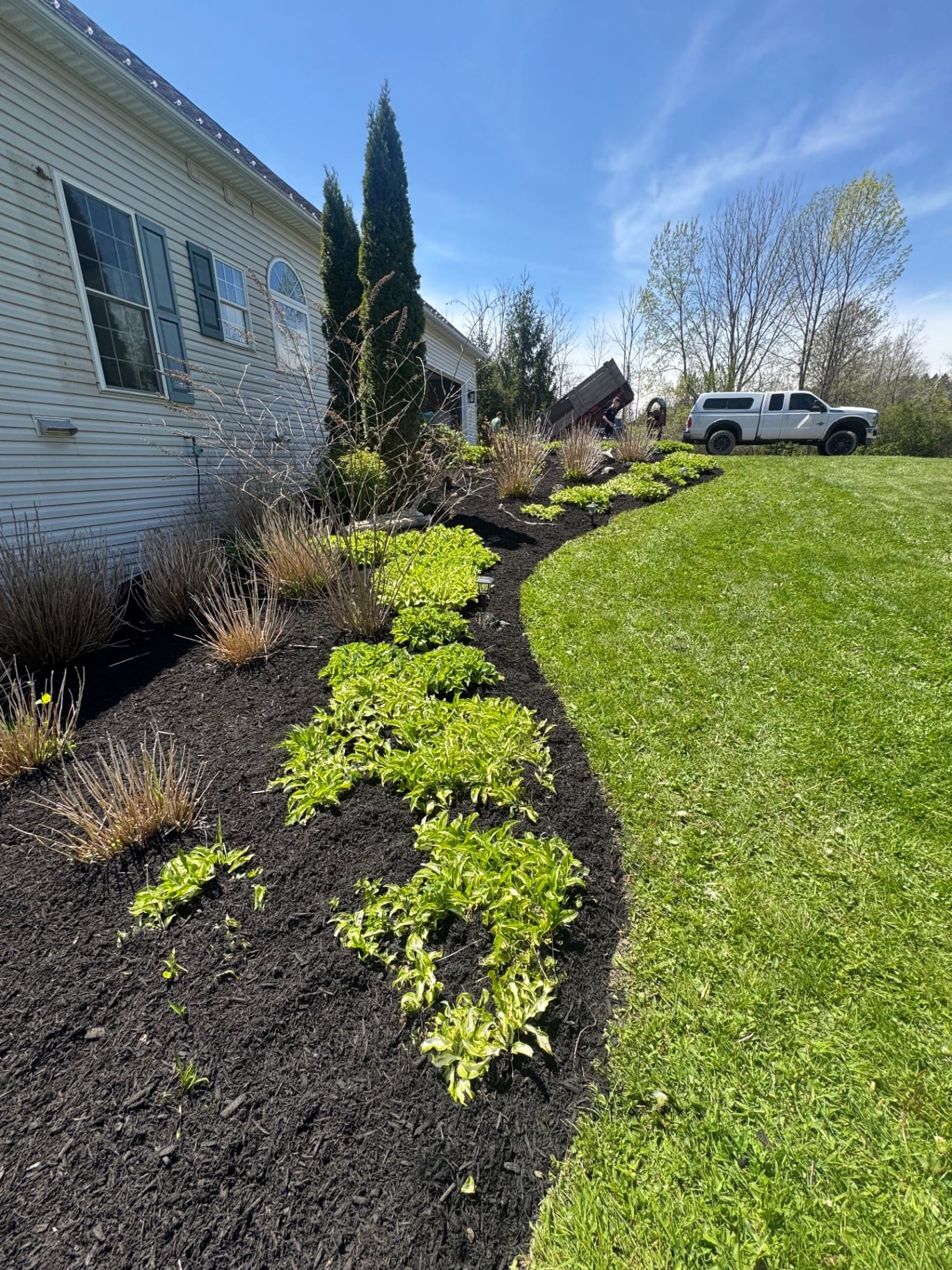Fresh landscape bed with dark mulch and hostas along the house