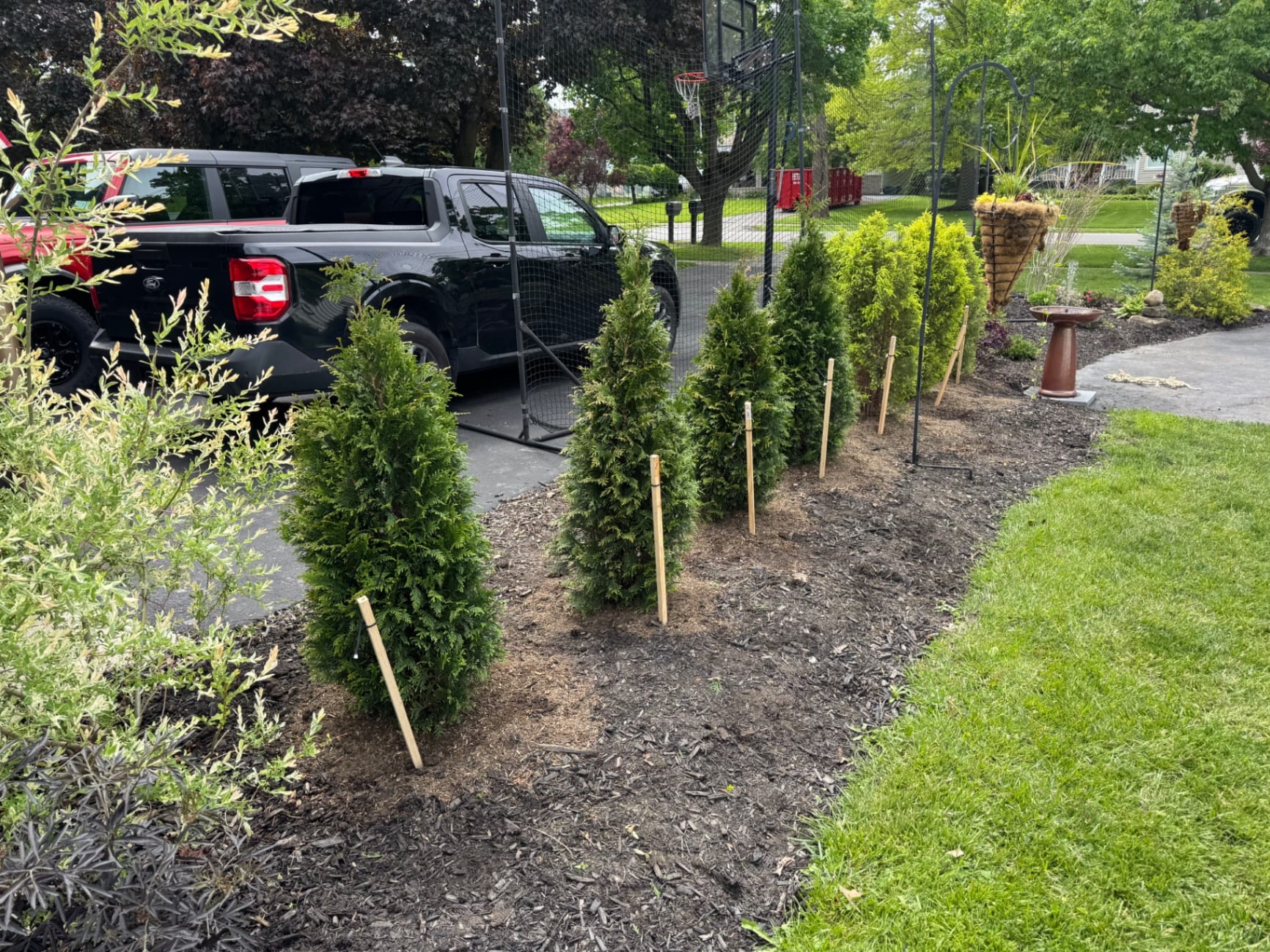 New privacy hedge planting along driveway border